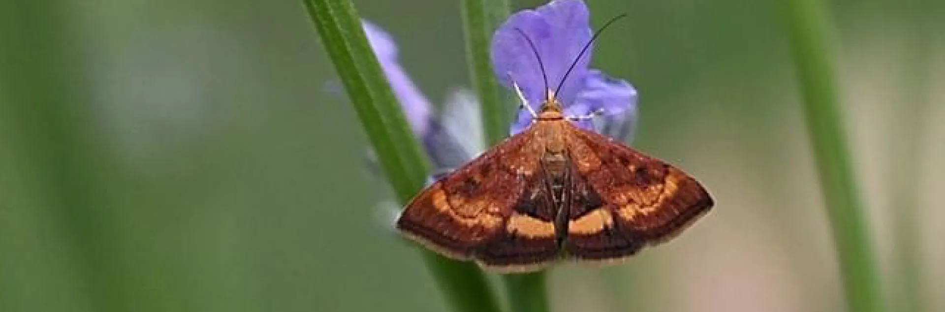 A reddish-brown mint moth, a day-flying moth common in gardens.