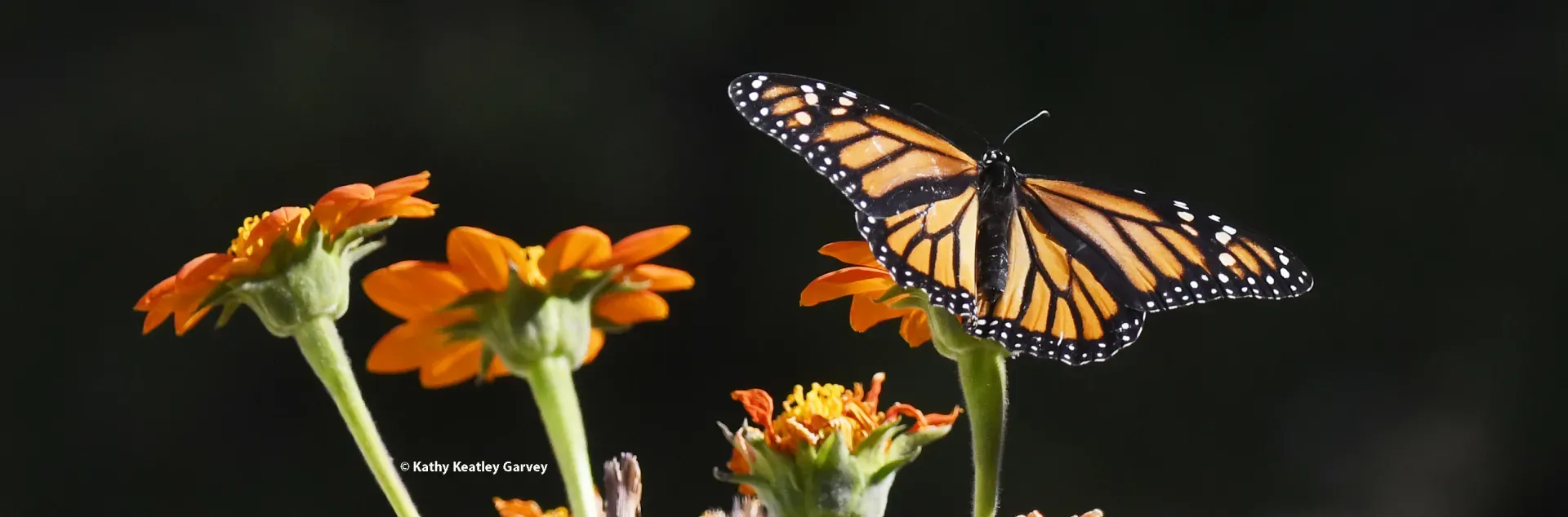 Monarch butterfly gliding over Tithonia. (Photo by Kathy Keatley Garvey)