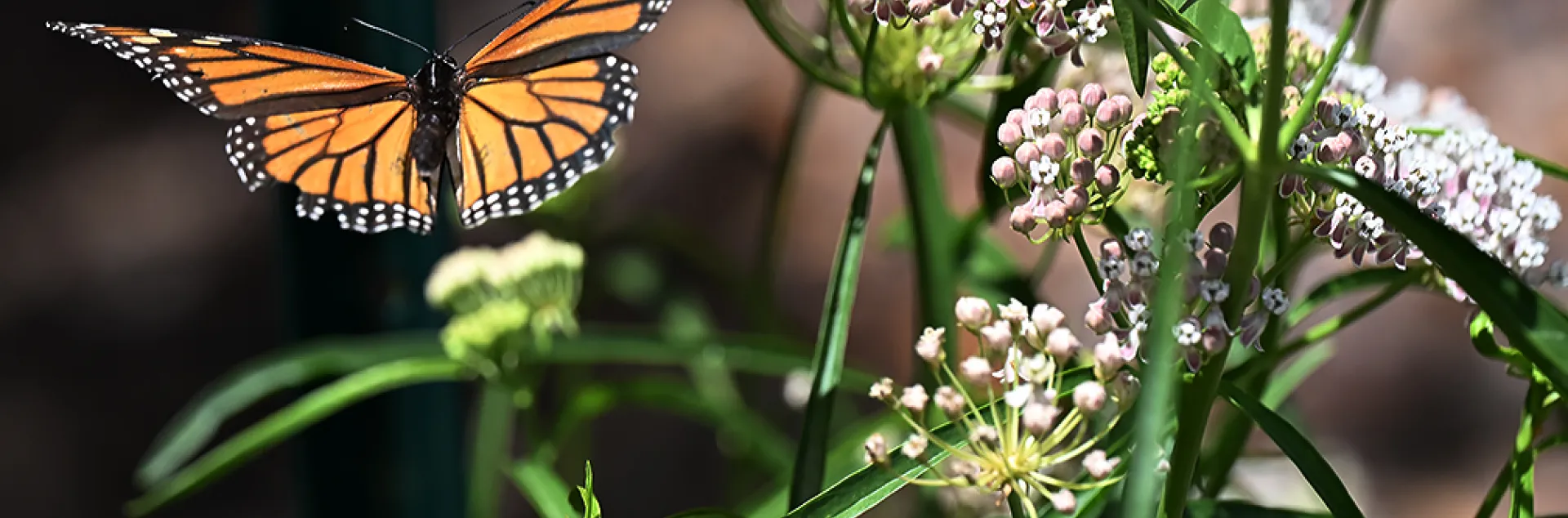 Monarch butterfly takes flight over a native milkweed plant.