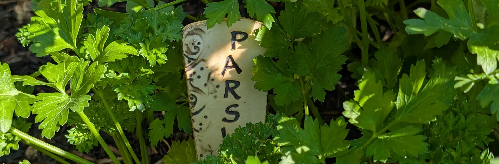 growing parsley in the home garden