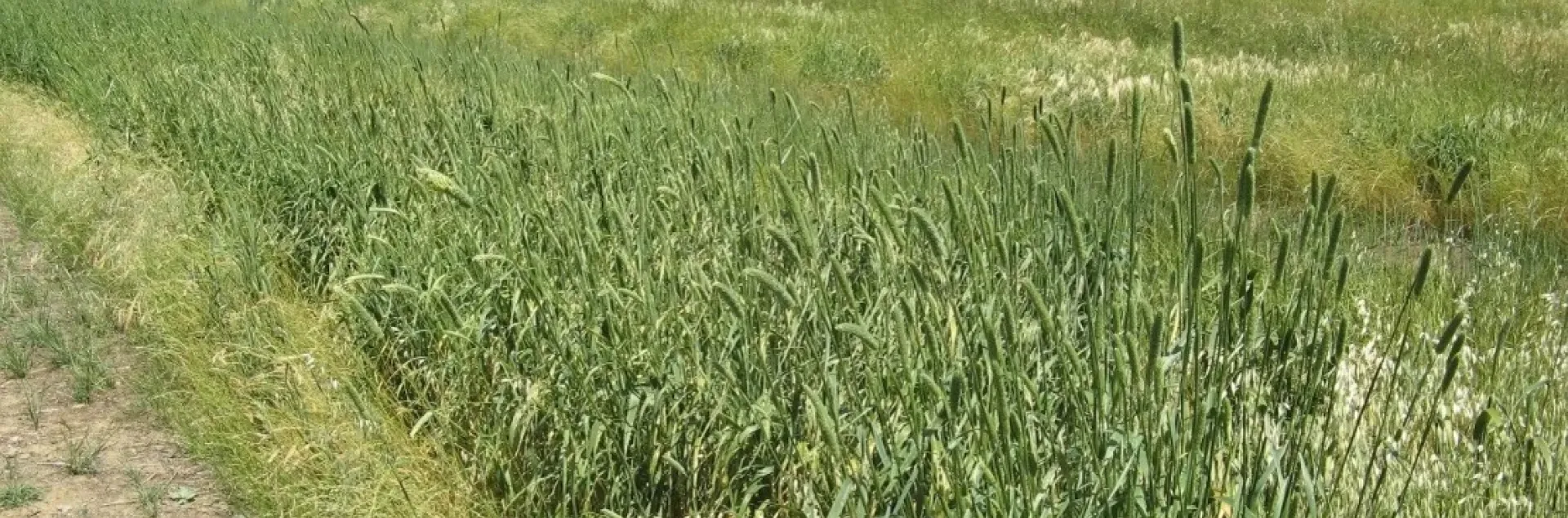 Perennial forage grass in the Sierra Foothills.