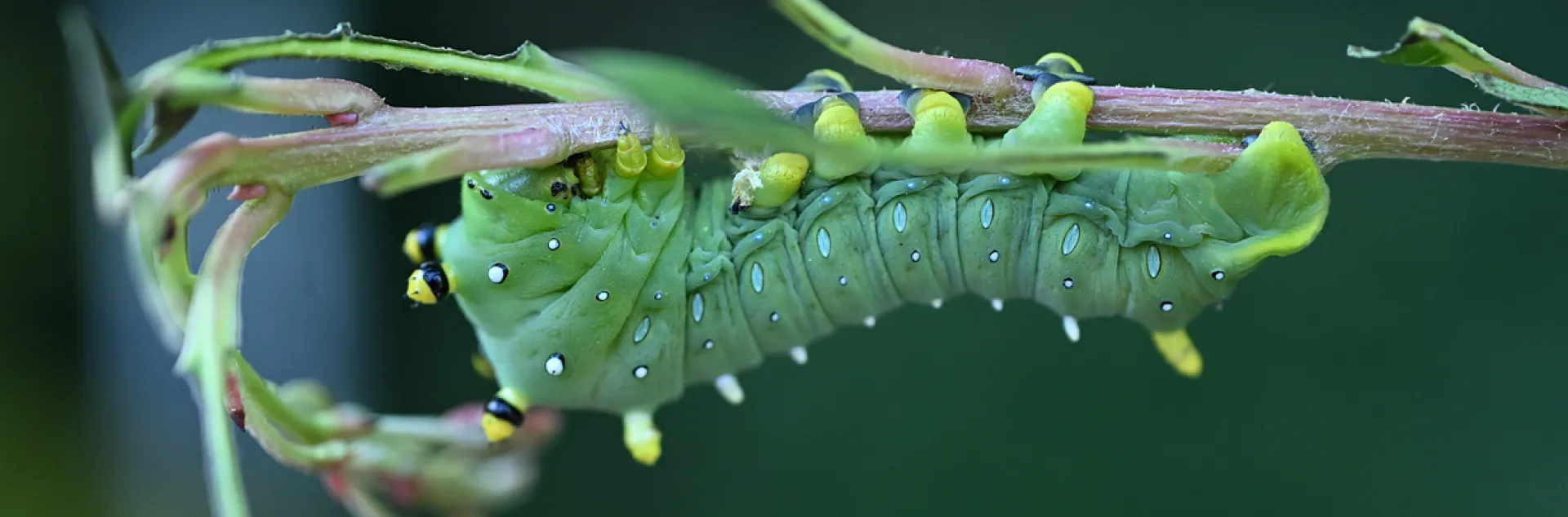 Side view of Ceanothus silk moth larva munching on manzanita. (Photo by Kathy Keatley Garvey)