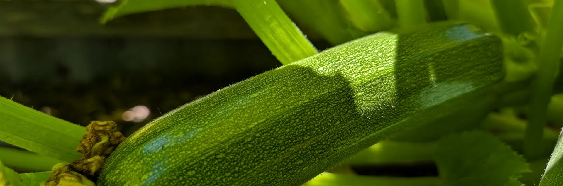 tips for growing summer squash