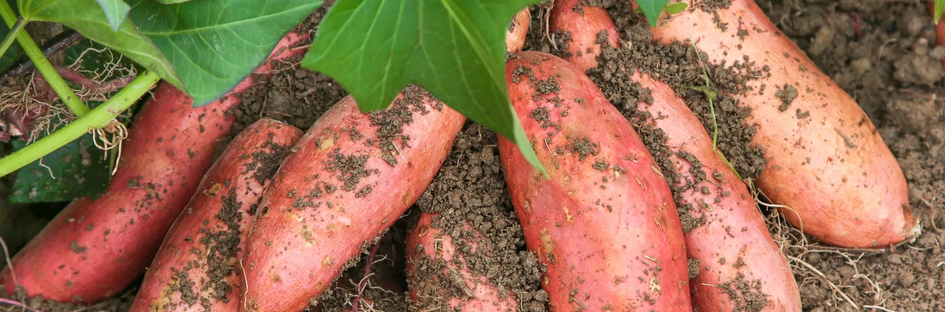 growing information for sweet potatoes