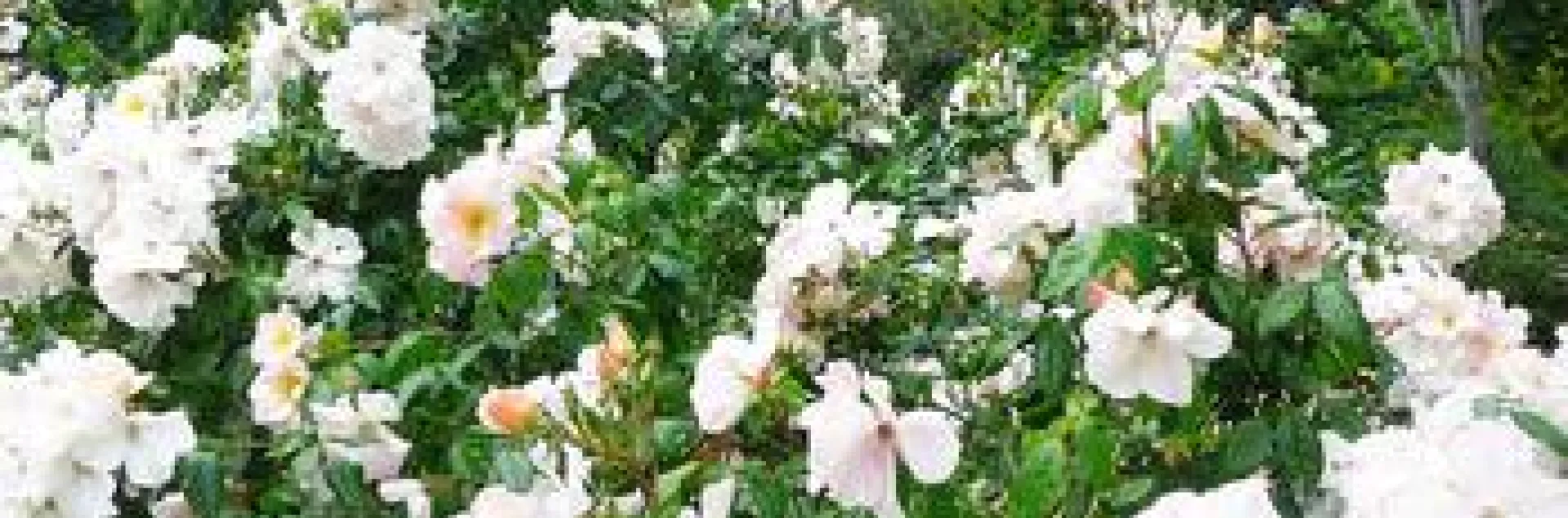 the 'Sally Holmes' rose, a disease-resistant variety of rose