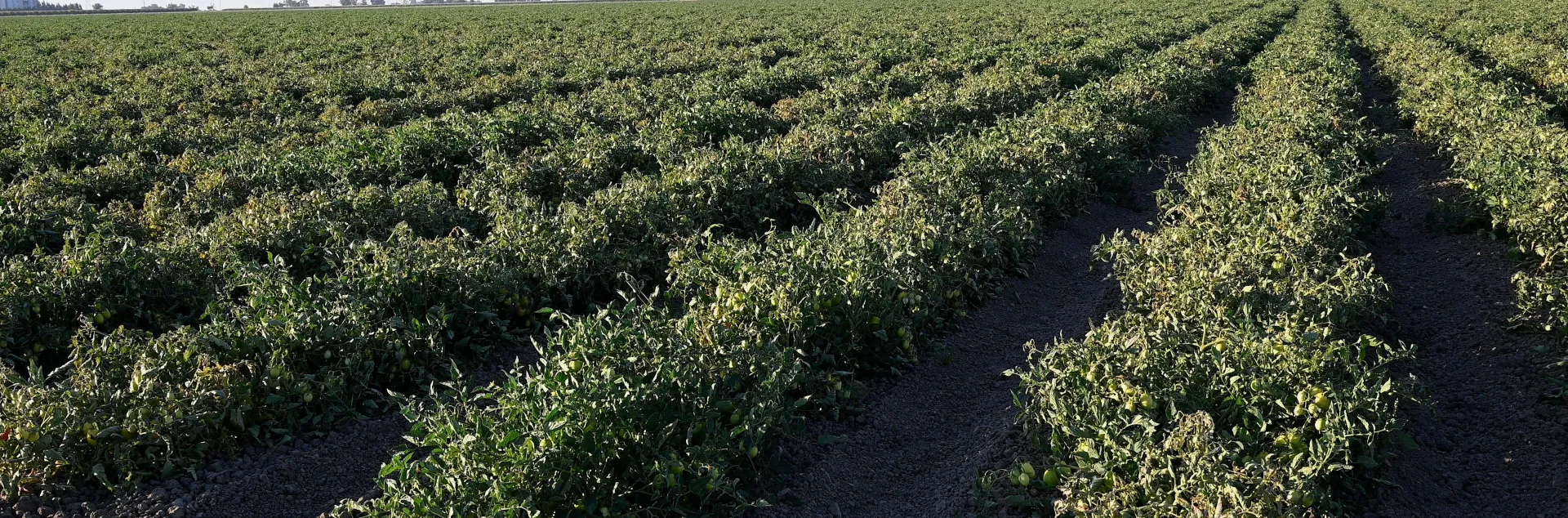 Rows of tomato plants in a field.