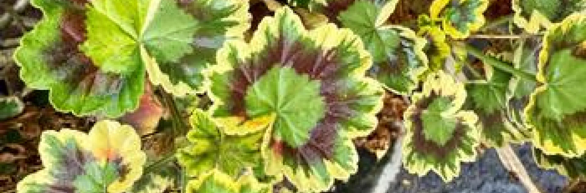variegated leaves on a Pelargonium Mrs. Pollack