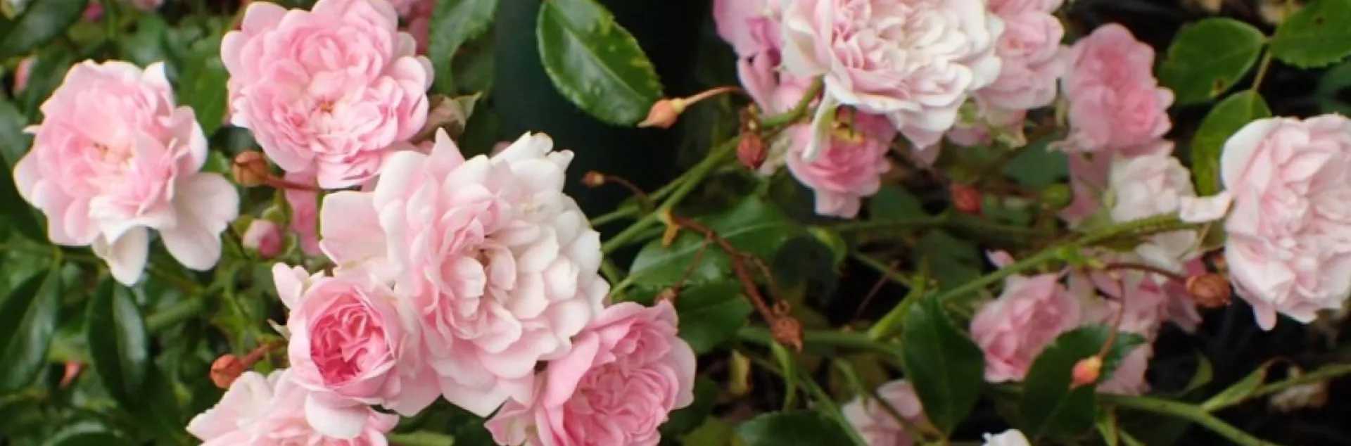 All about roses