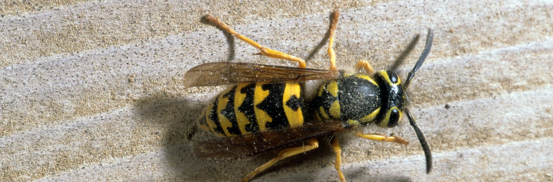 Western yellowjacket black and yellow banded adult top view on weathered picnic table wood. 