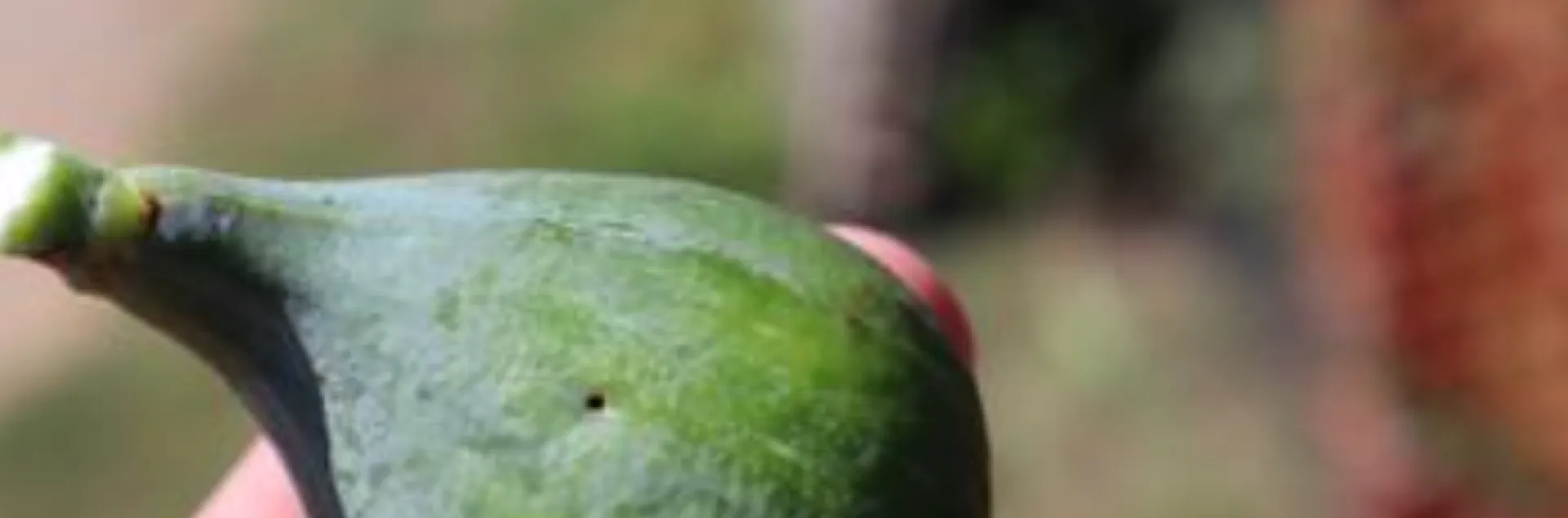 A small hole in the skin of a fig caused by a Black Fig Fly