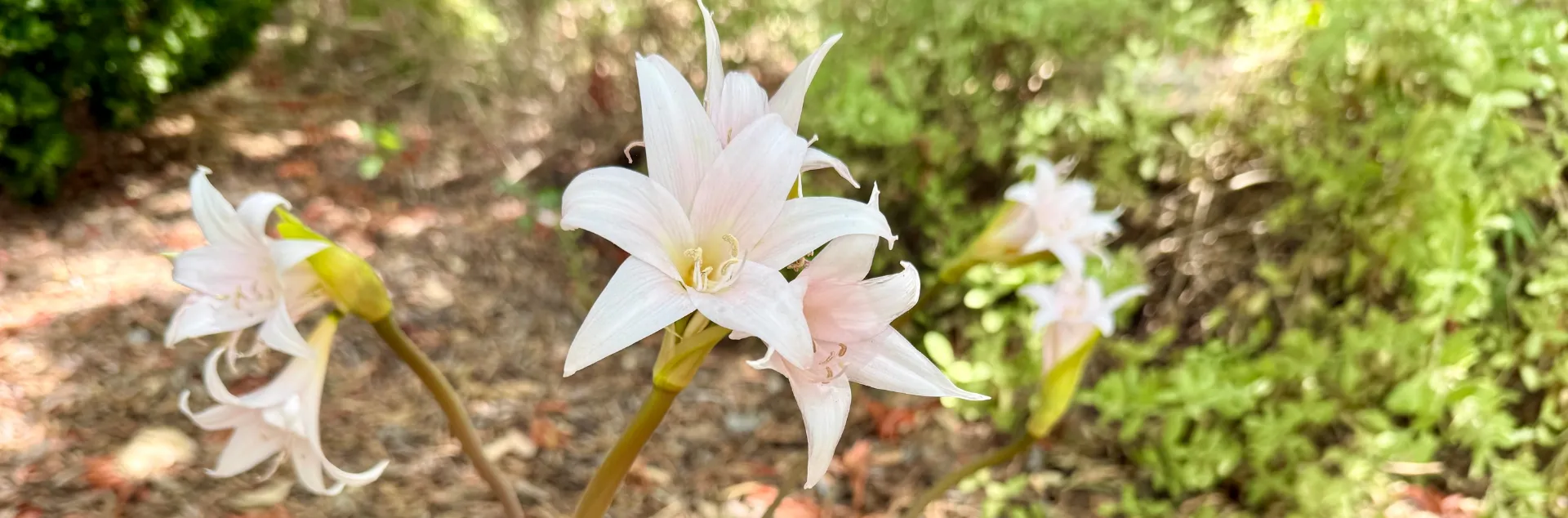 Light pink amarillys blooms