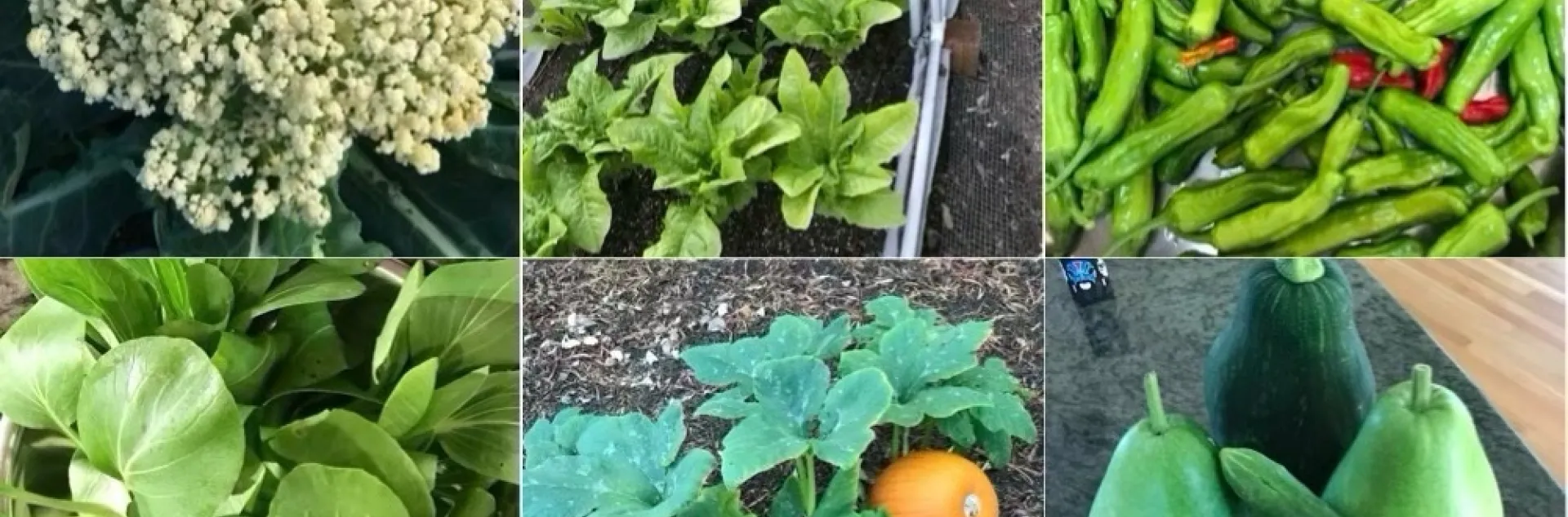 A collage of six types of Asian vegetables, including cauliflower, lettuce, chili peppers, bok choy, squash, and green squashes.