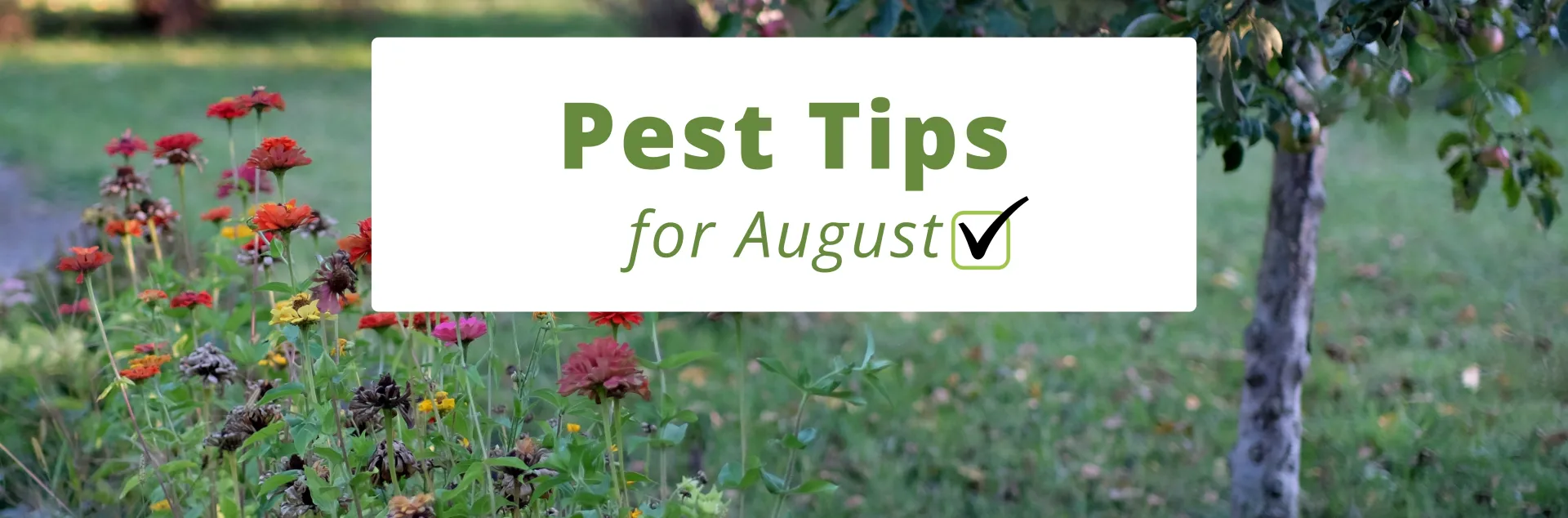 August pest tips