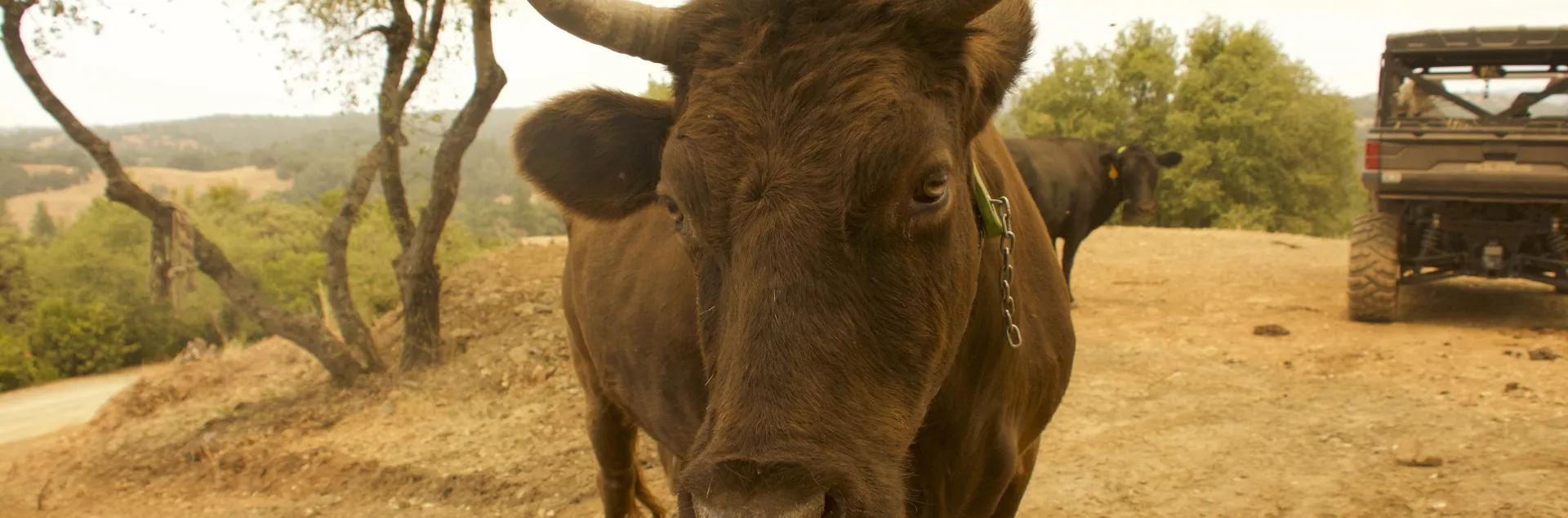 An auburn colored Dexter cow fitted with a VF collar. Smoke from the Gann Fire in Calaveras County cast an orange haze during the site visit, reinforcing why vegetation management remains an ongoing concern for Central Sierra landowners.