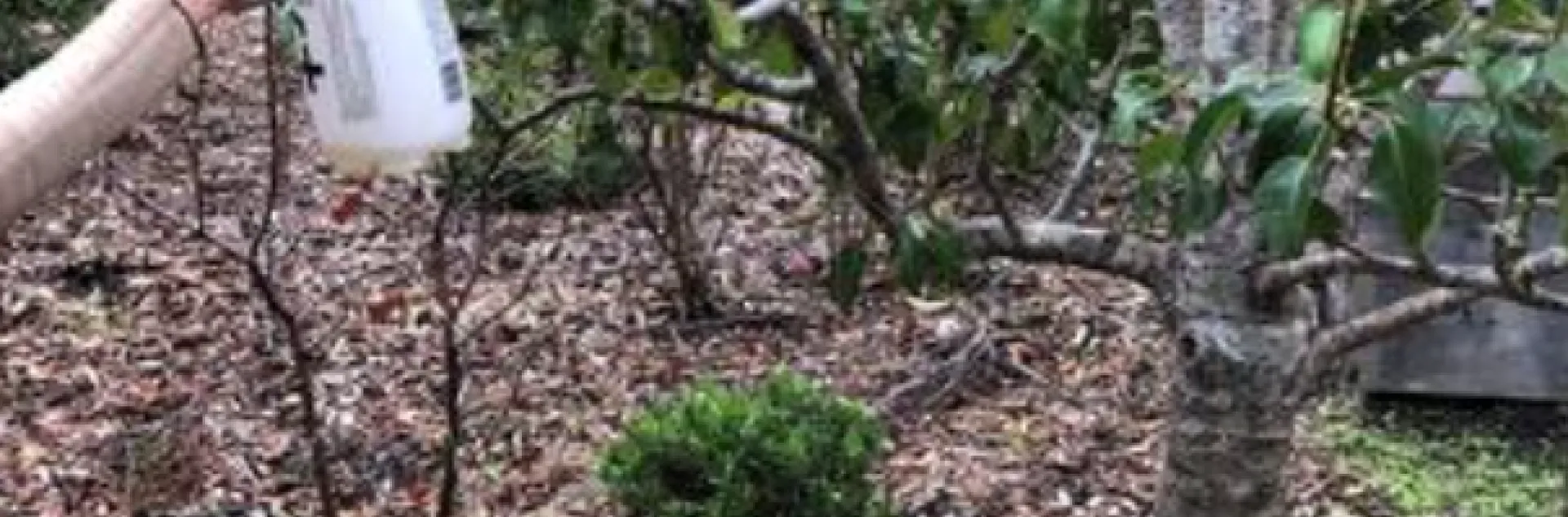 Dormant spraying a fruit tree in a West Marin garden