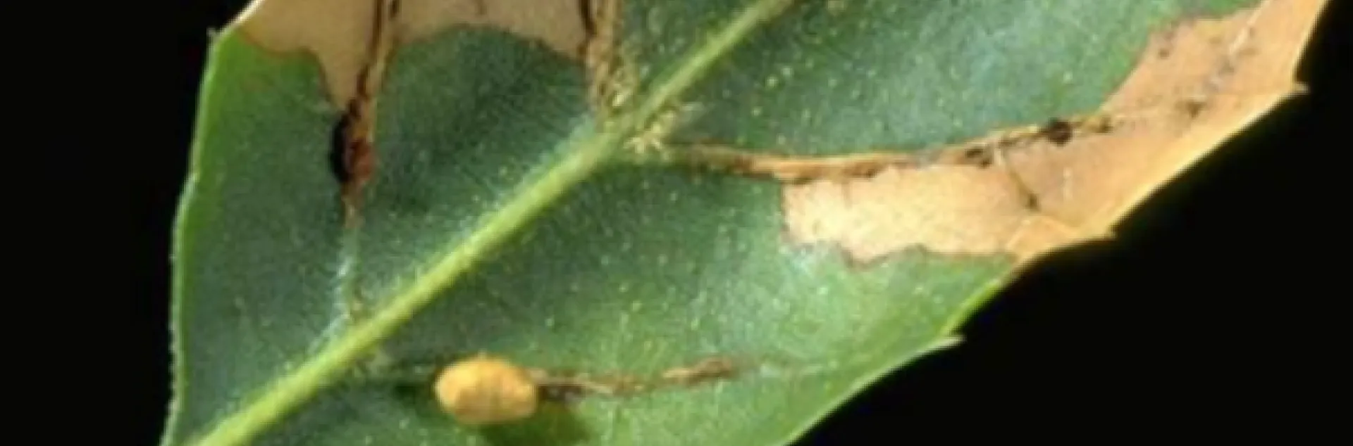 Galls and necrosis where galls dropped from the leaf on a coast live oak leaf