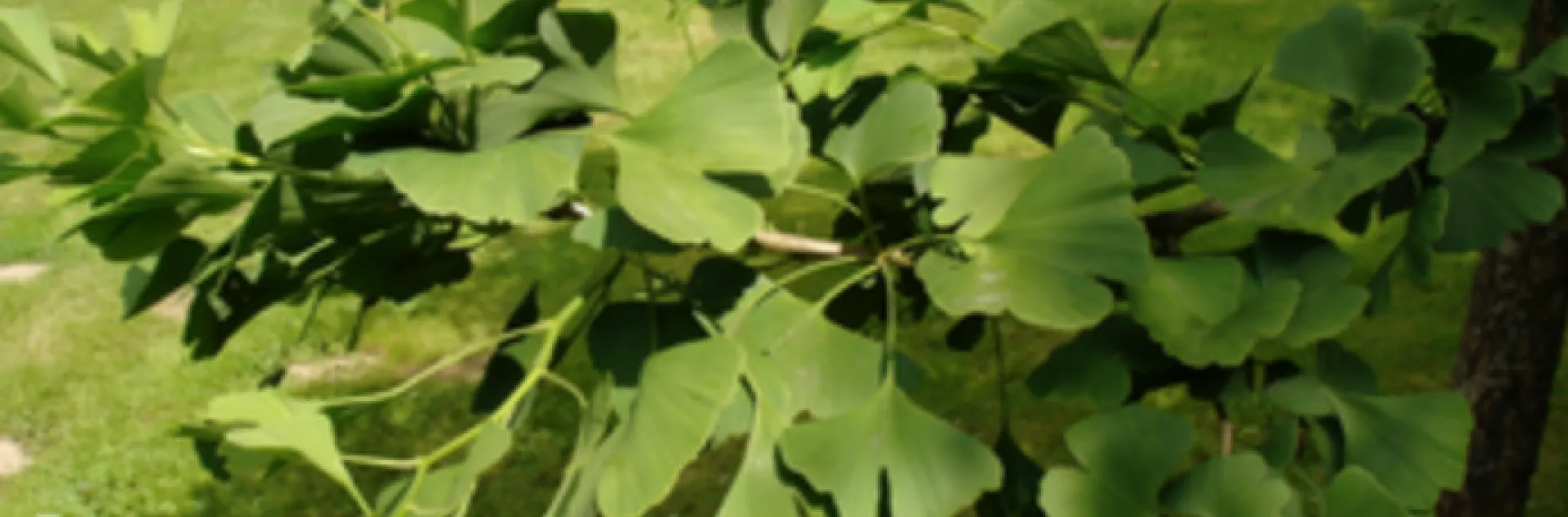 Gingko tree, a broad-leaved conifer