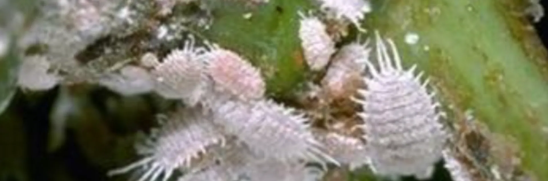 mealybugs on succulent stems