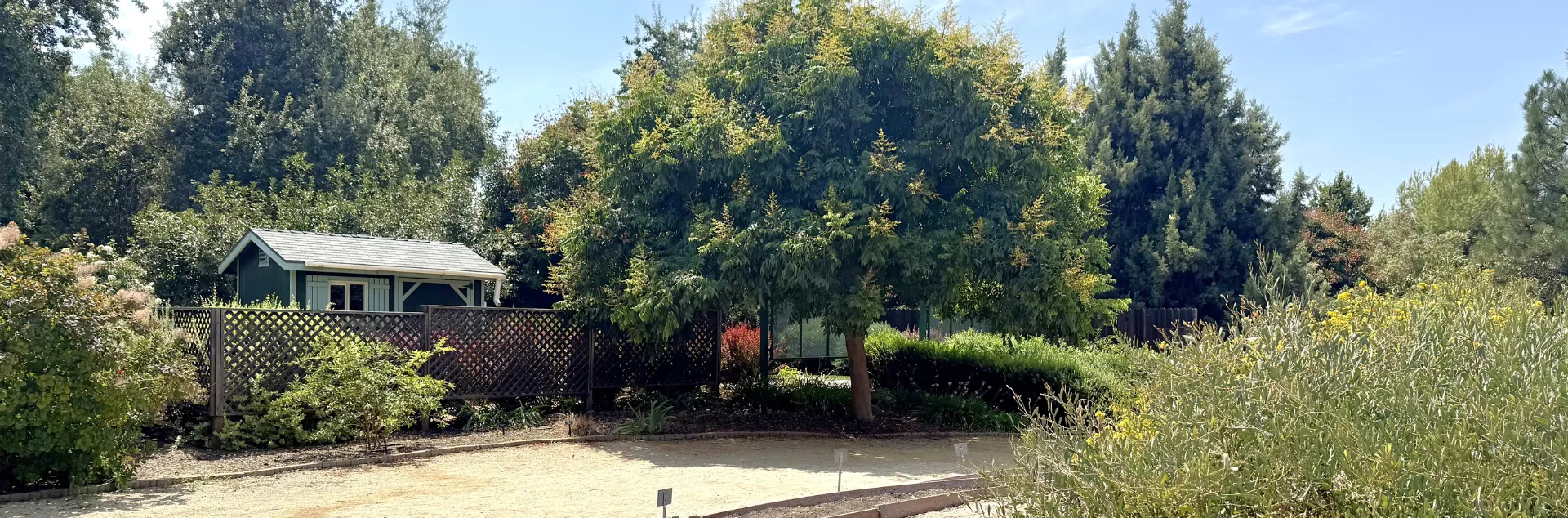 Trees in an urban setting