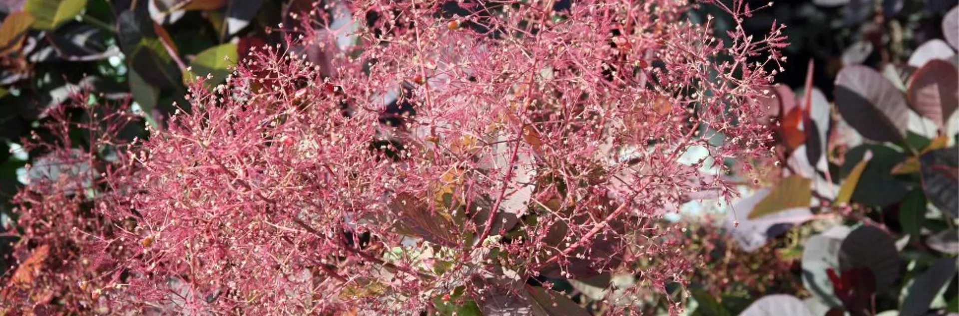 Smoke tree flowers