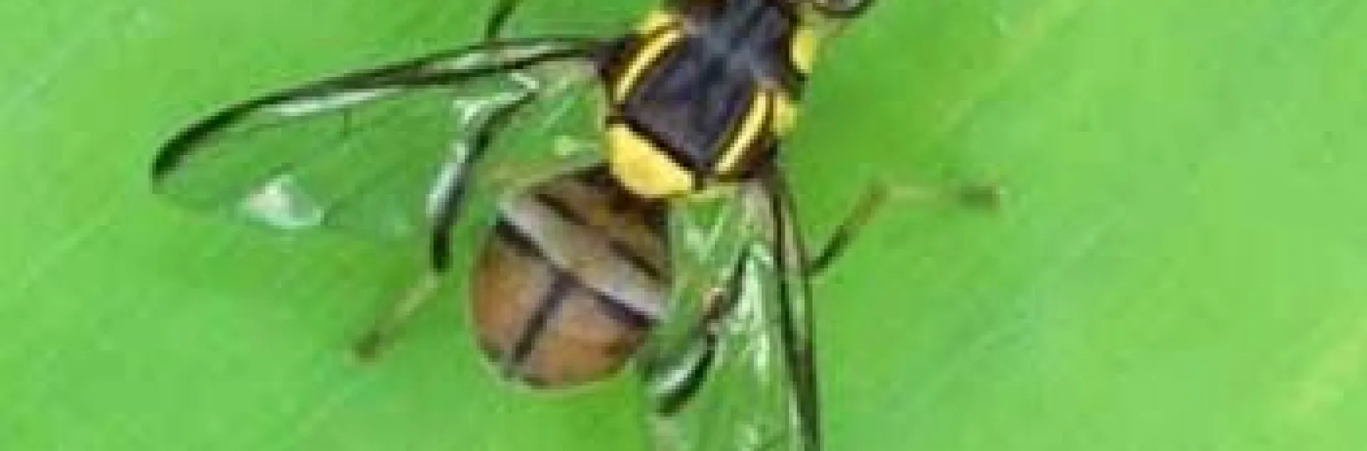 Oriental Fruit Fly with distinctive yellow bands and a T-shape on its back end