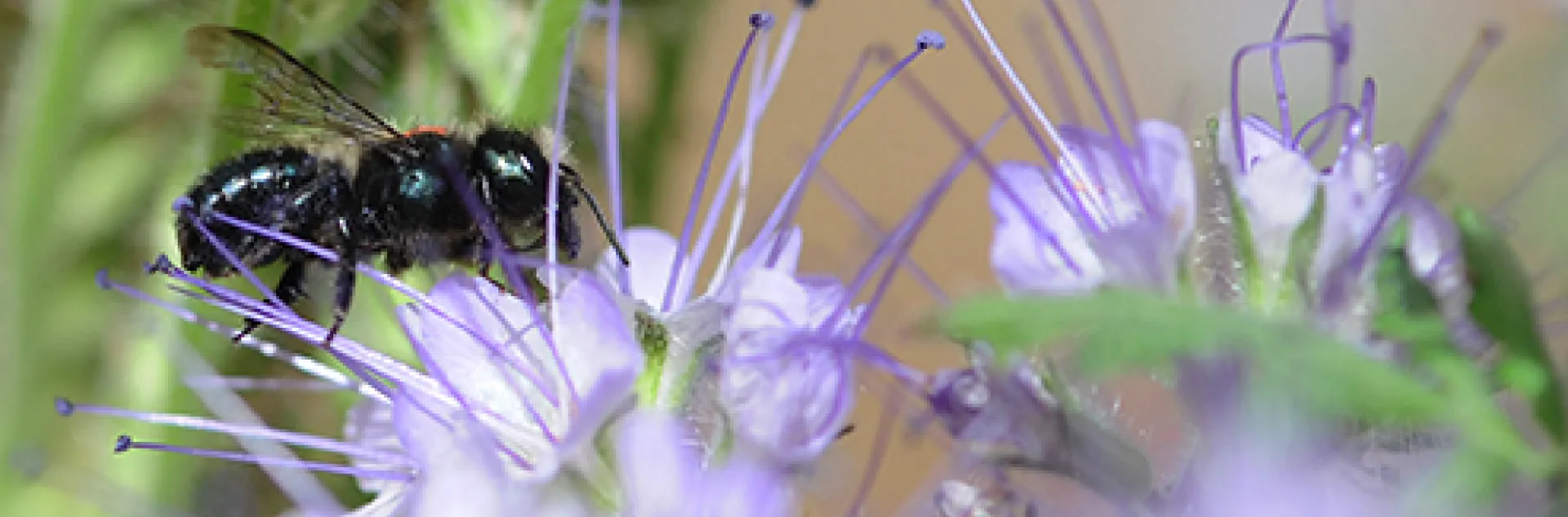Osmia pollinating a blossom. (Photo by Kathy Keatley Garvey)