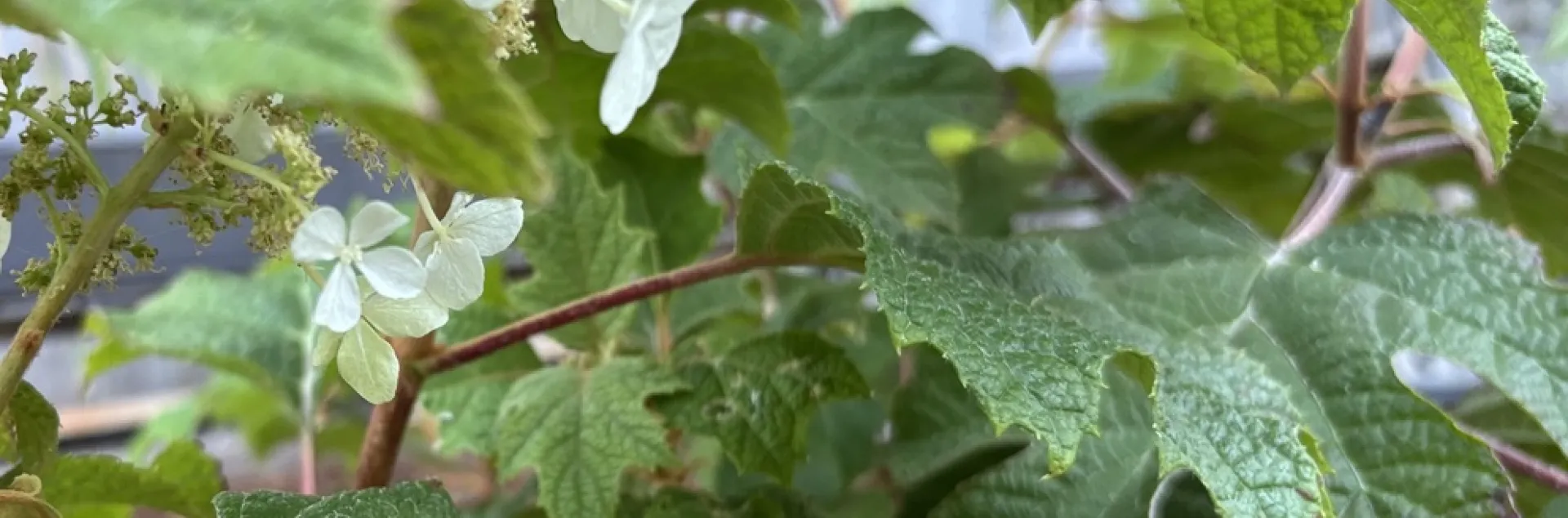 Photo of textured leaves of oakleaf hydrangea, showing serrated margins, and with small white blossoms just emerging