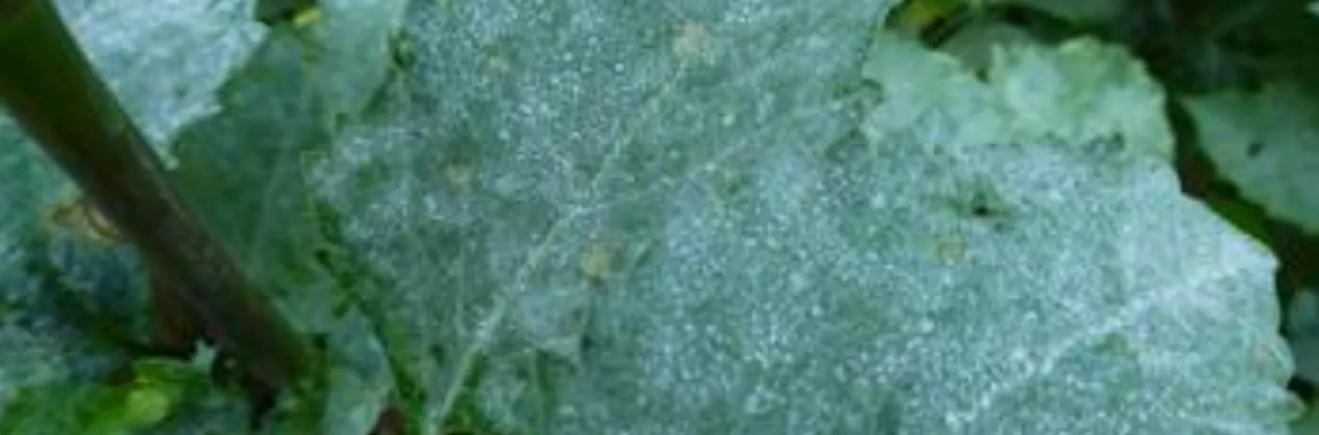 Powdery mildew on a dahlia