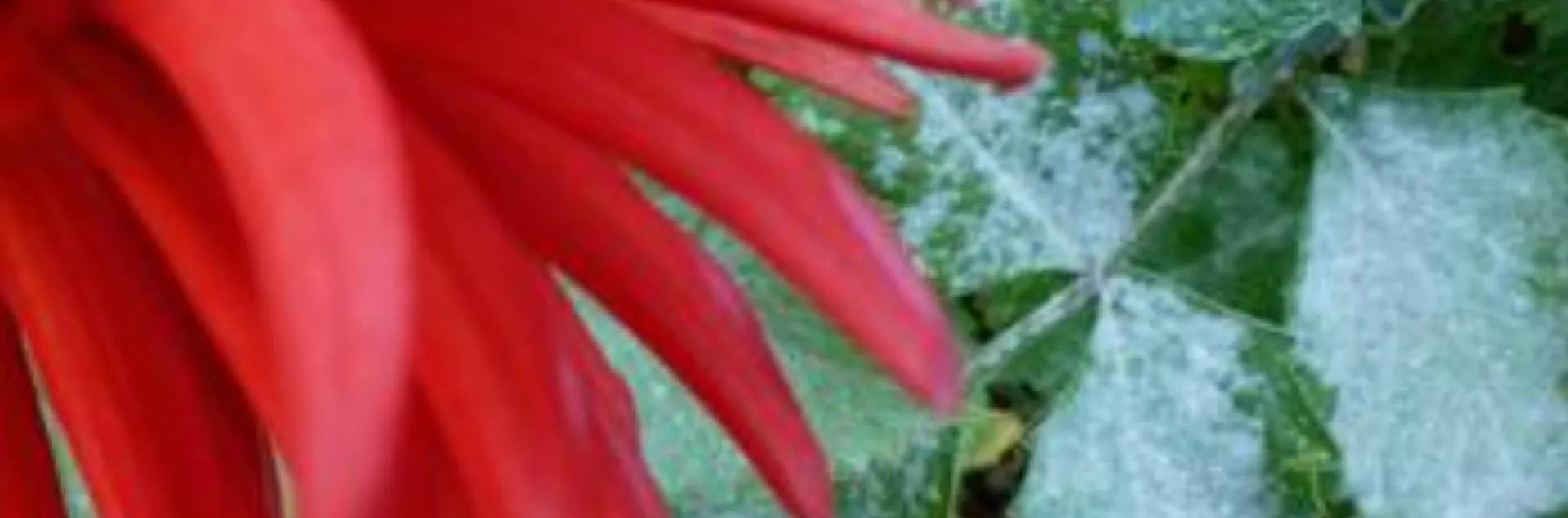 Powdery mildew on dahlia leaves