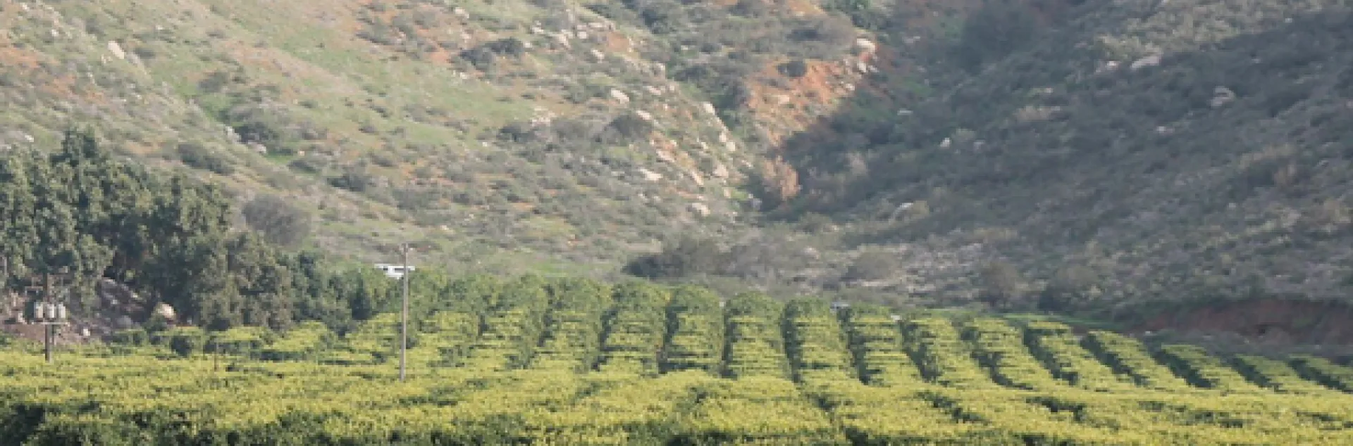 Photo of an orchard in San Diego