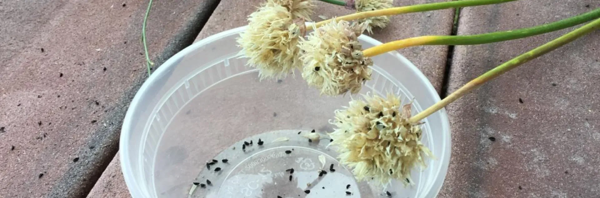 onion flowers, shaken over a plastic container, have released their seeds 