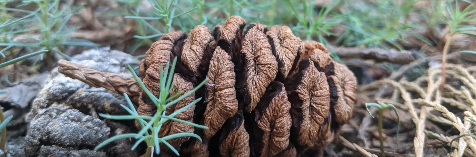 A sequoia cone on a forest floor.