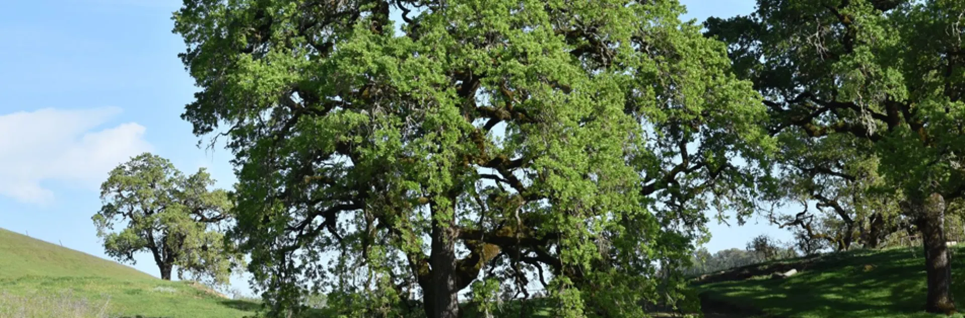 Valley Oak tree in the landscape