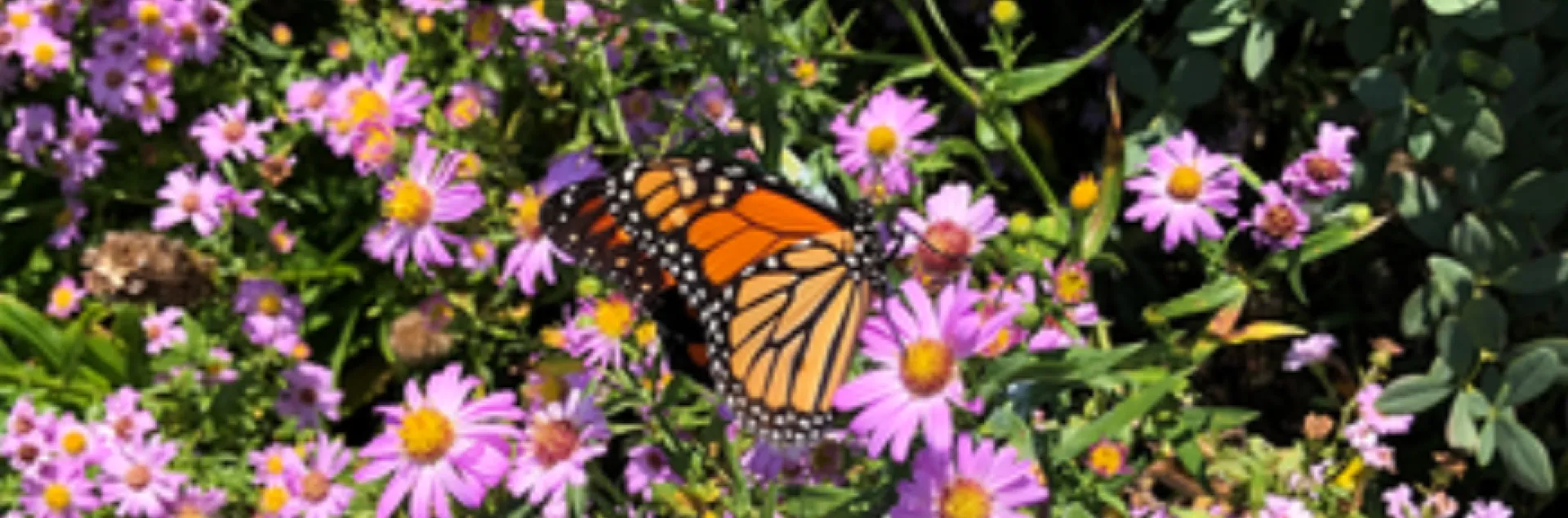 a monarch butterfly feeding on the nectar of an aster