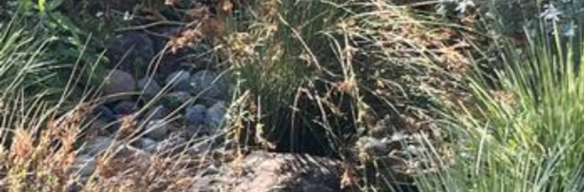 a rock swale through a garden of native grasses