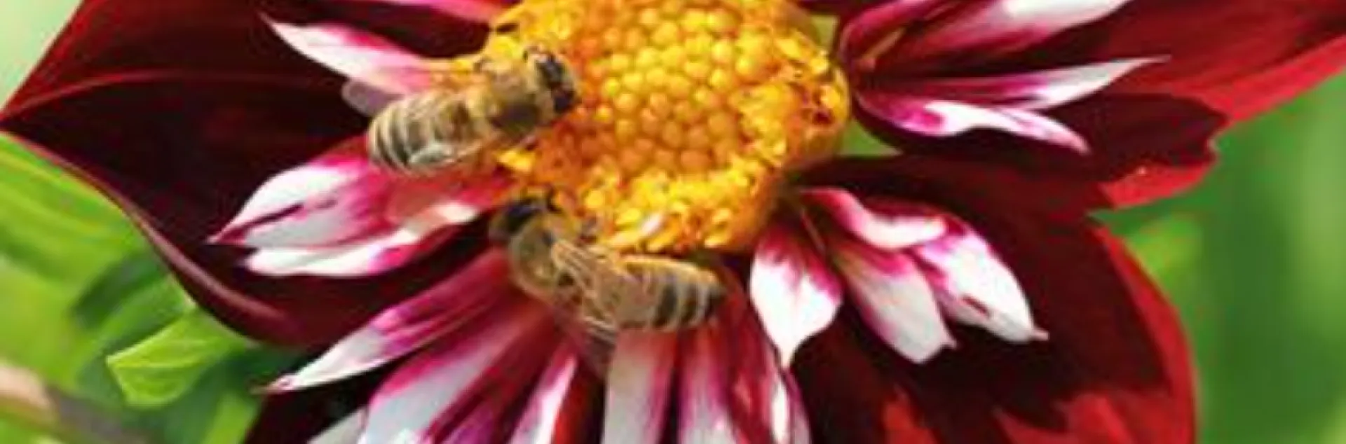 bees pollinating a dahlia flower
