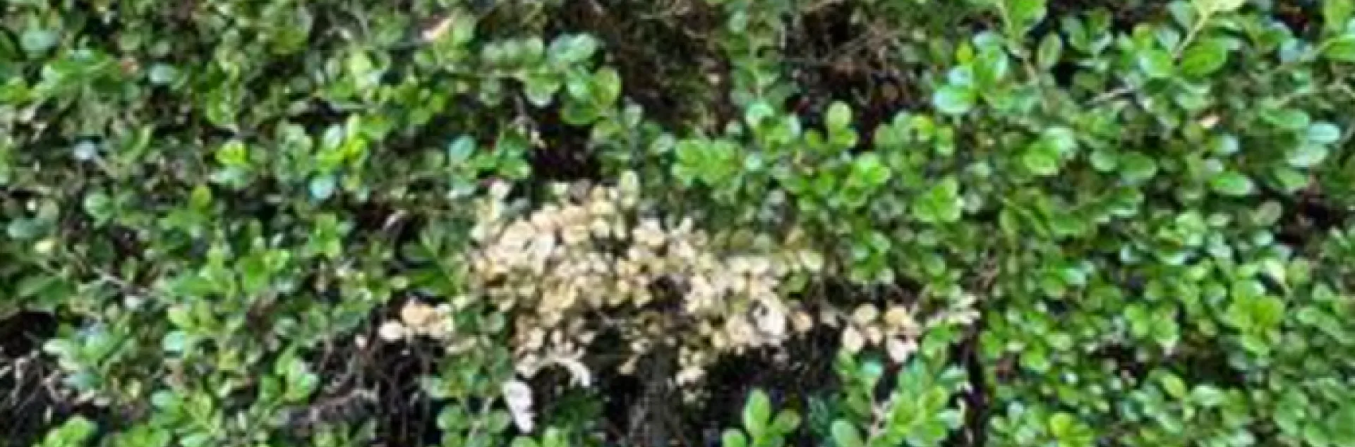brown leaves indicative of boxwood blight