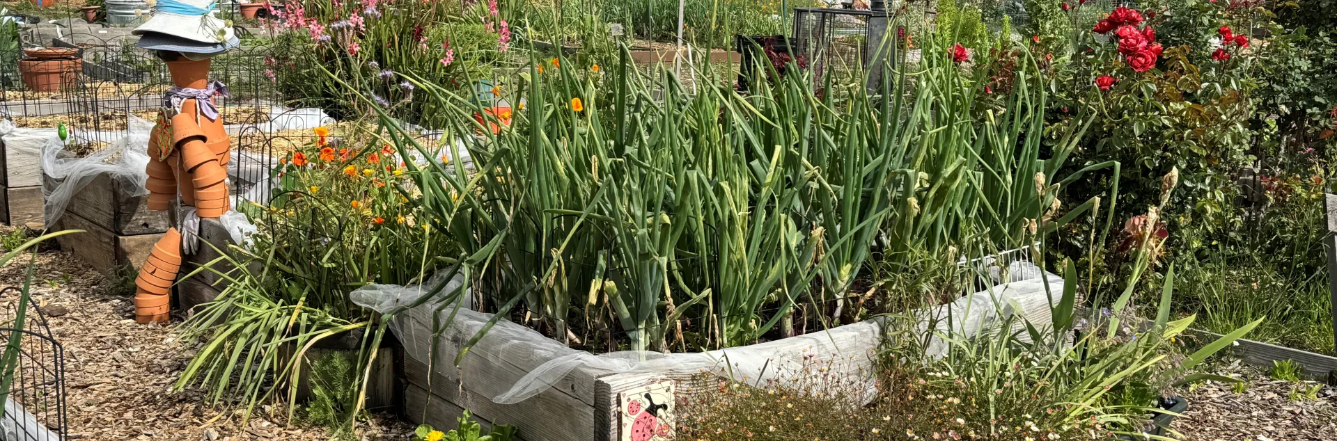 community garden with raised beds