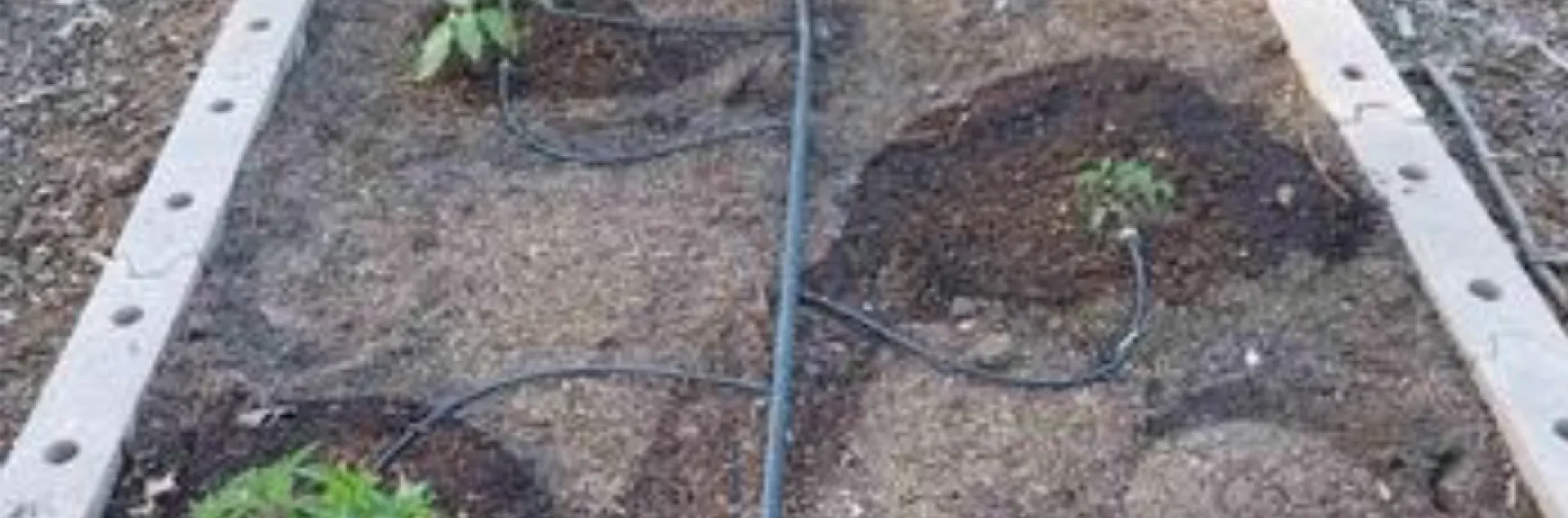 drip irrigation watering small seedlings in the ground