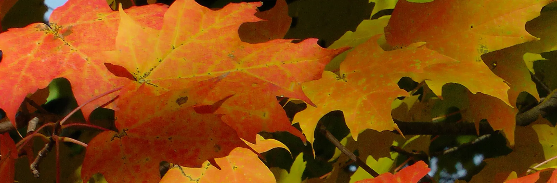 fall leaves changing color
