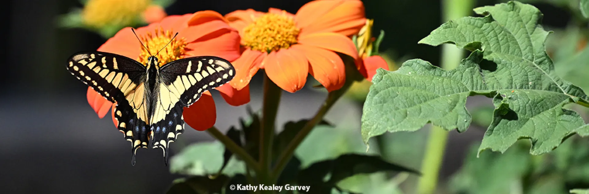 Anise swallowtail on Mexican sunflower, Tithonia rotundifola.