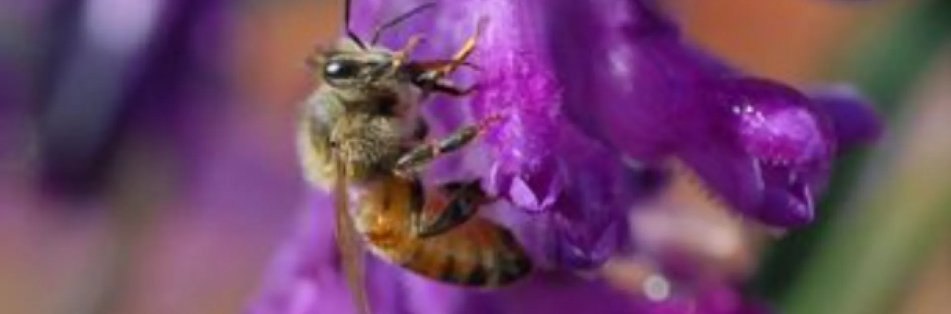 honeybee pollinating a purple salvia flower