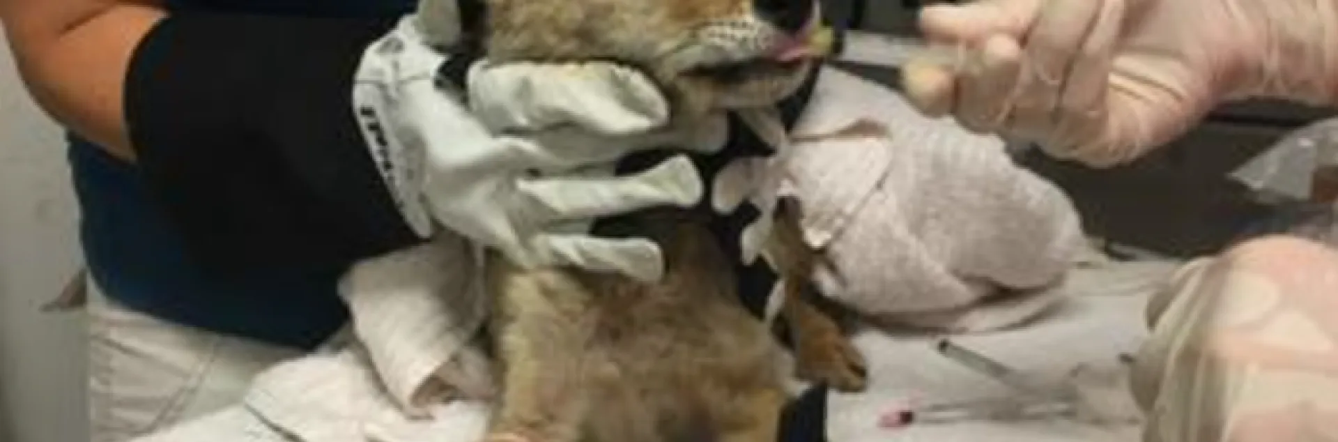 injured coyote being treated at a veterinarian
