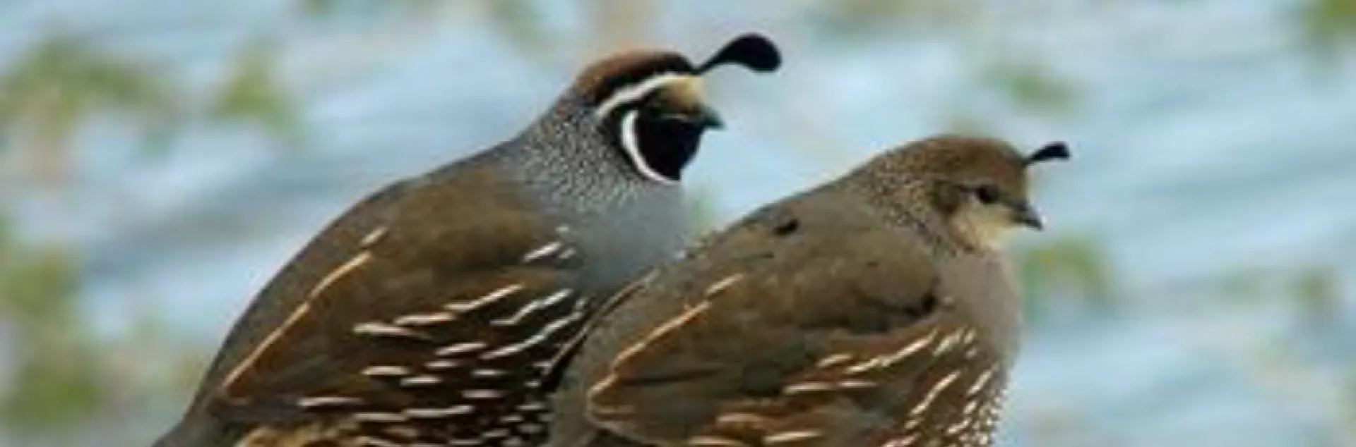 male California quails have the iconic plume and outlined face, while females are less flashy and more brown