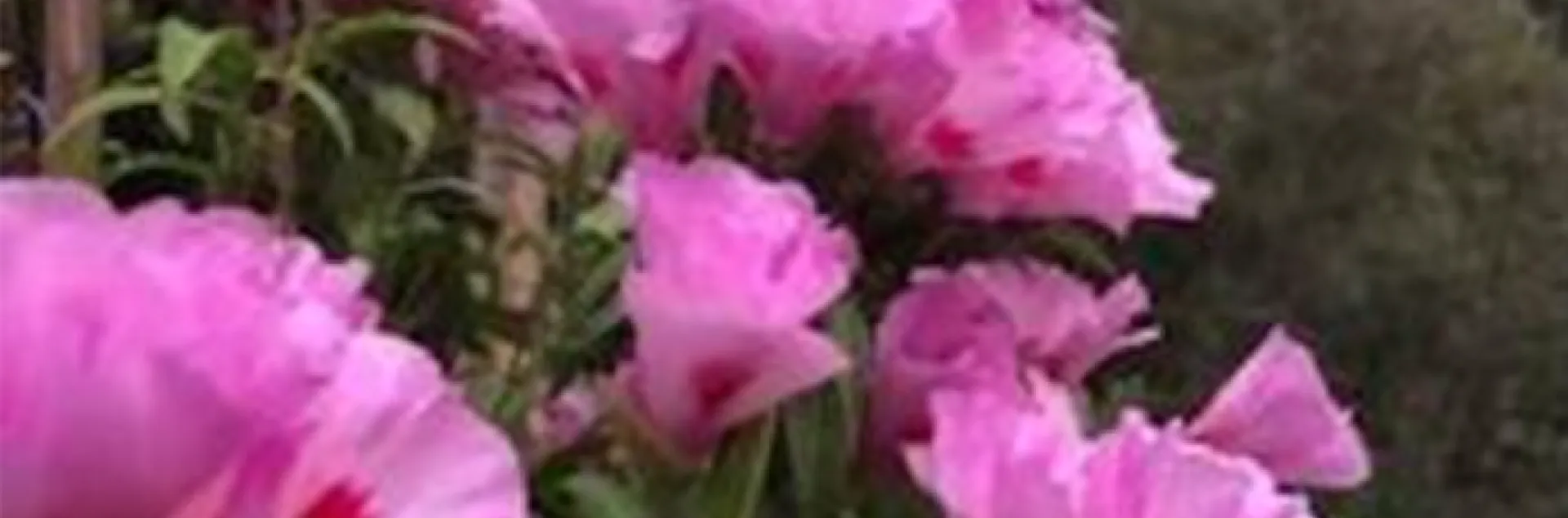 pink clarkia blossoms