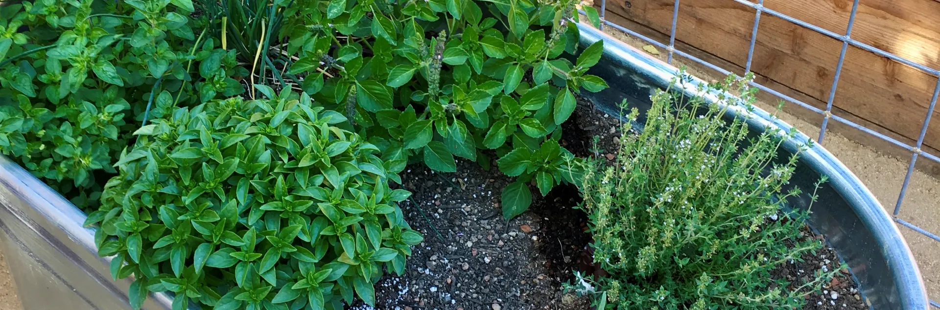 Herbs plated in a water trough with drip irrigation