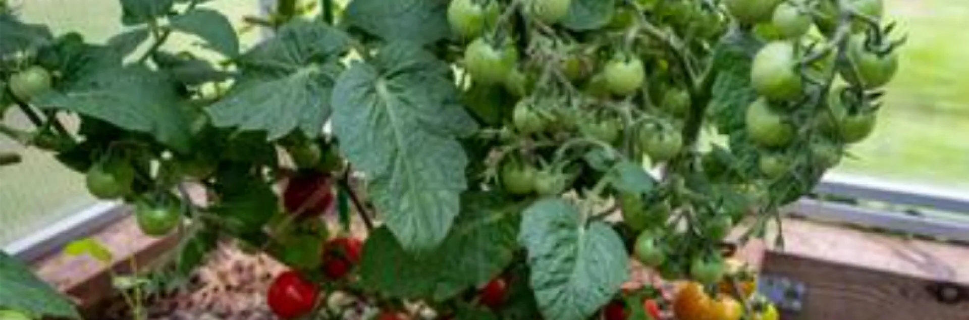 red, yellow, and green cherry tomatoes on a vine in varying stages of ripeness