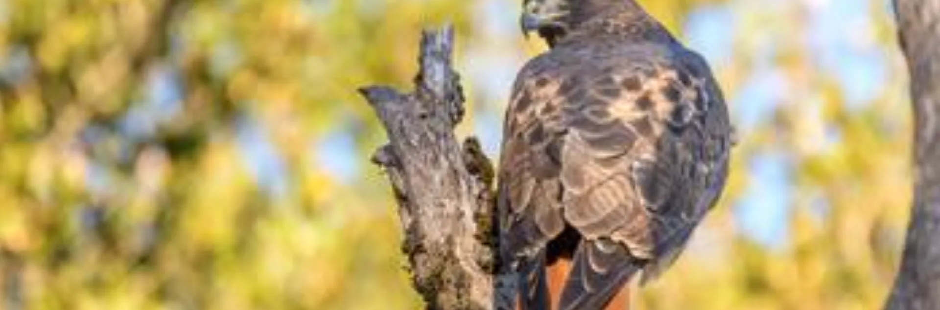red-tailed hawk sitting on a tree branch