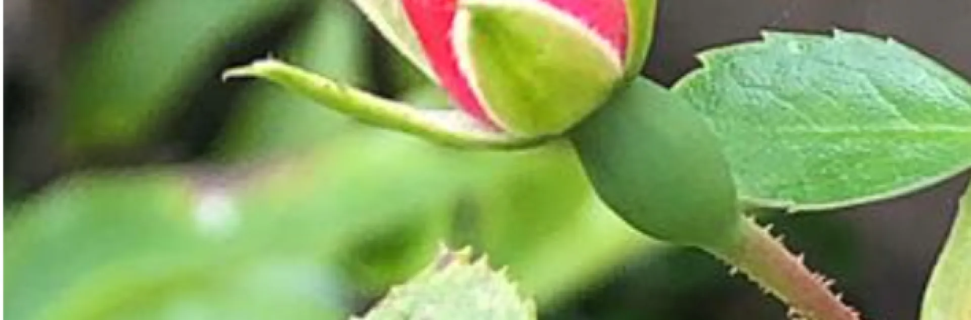 rosebud on a rose bush