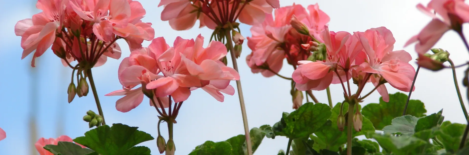 salmon colored pelargonium blossoms